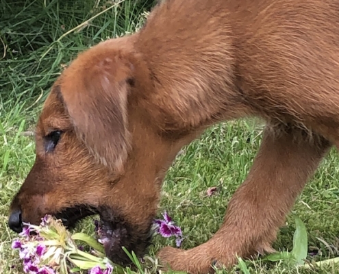 Irish Terrier vom Haseland