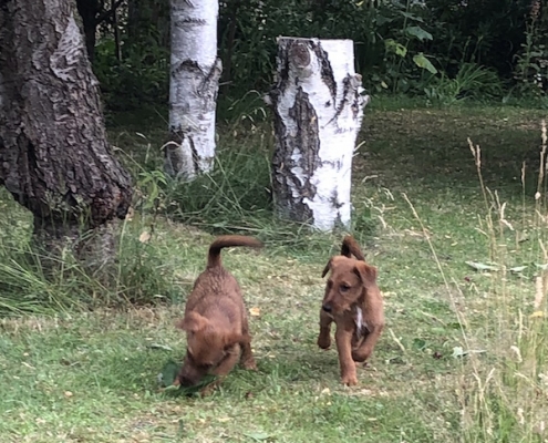 Irish Terrier vom Haseland