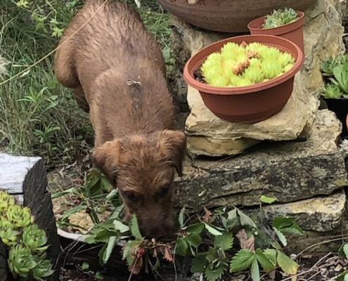 Irish Terrier vom Haseland