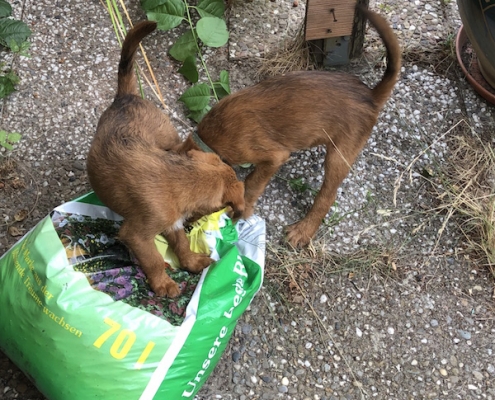 Irish Terrier vom Haseland