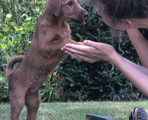 Irish Terrier vom Haseland