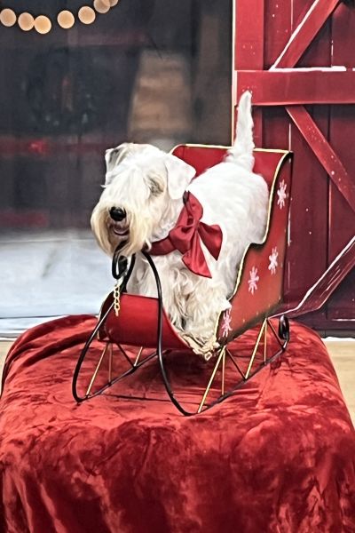 Weihnachtsshooting in Osnabrück
