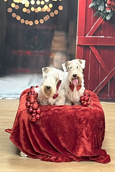 Weihnachtsshooting in Osnabrück