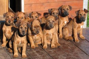 elf kleine Irish Terrier Welpen als grafischer Link zu Welpen aktuell