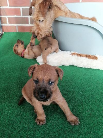 kleiner Irish Terrier Welpe