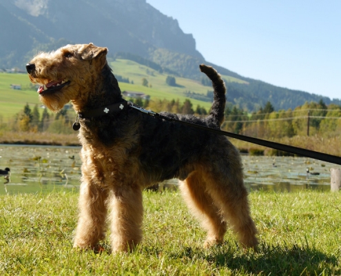 Welsh Terrier