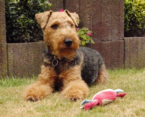 Welsh Terrier Eyko vom Granitfelsen