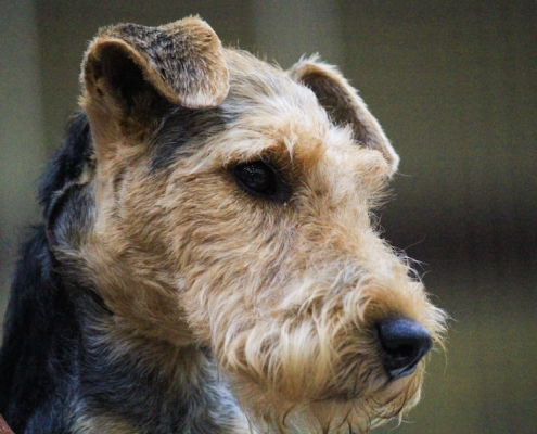 Welsh Terrier