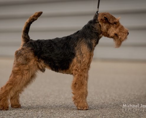 Welsh Terrier