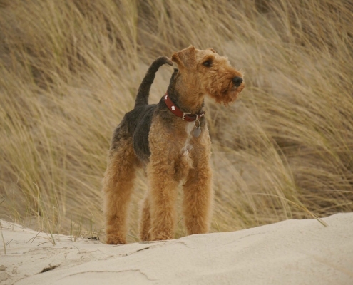 Welsh Terrier