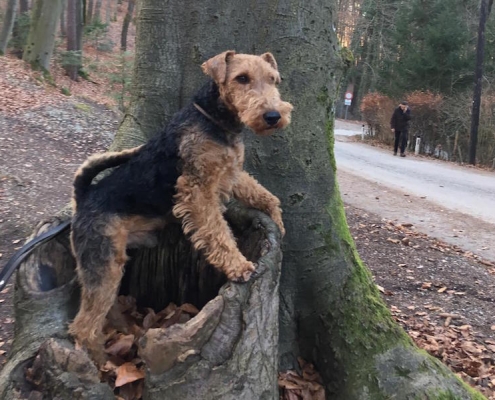 Welsh Terrier Puffy