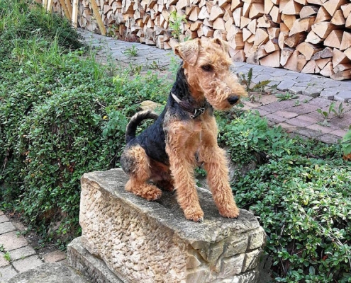 Welsh Terrier Puffy