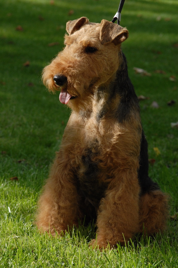 Welsh Terrier - Rassebeschreibung, Adressen und viele Fotos