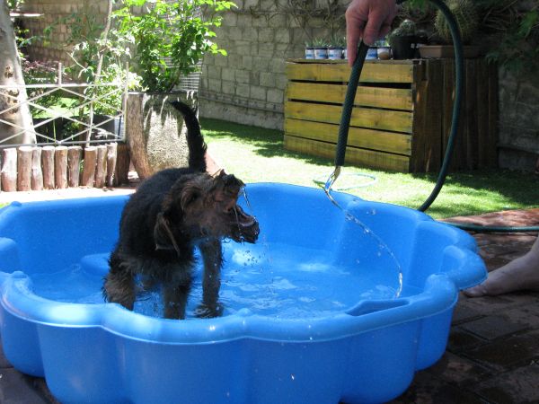 Welsh Terrier Teddy im Pool