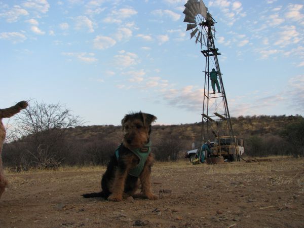 Welsh Terrier Teddy Aufsicht am Windmotor