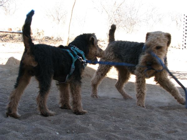 Welsh Terrier Teddy mit Welsh Terrier Dixie