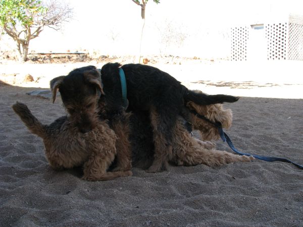 Welsh Terrier Teddy tobt mit Welsh Terrier Dixie