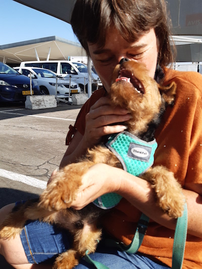 Welsh Terrier Teddy angekommen in Namibia