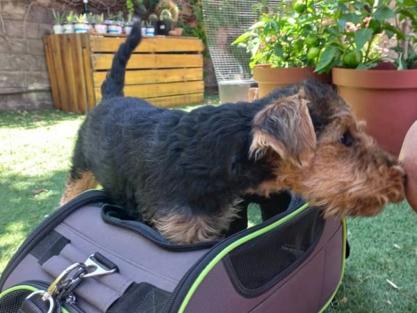 Welsh Terrier Teddy - die Reisetasche aus Deutschland ist inzwischen zu klein