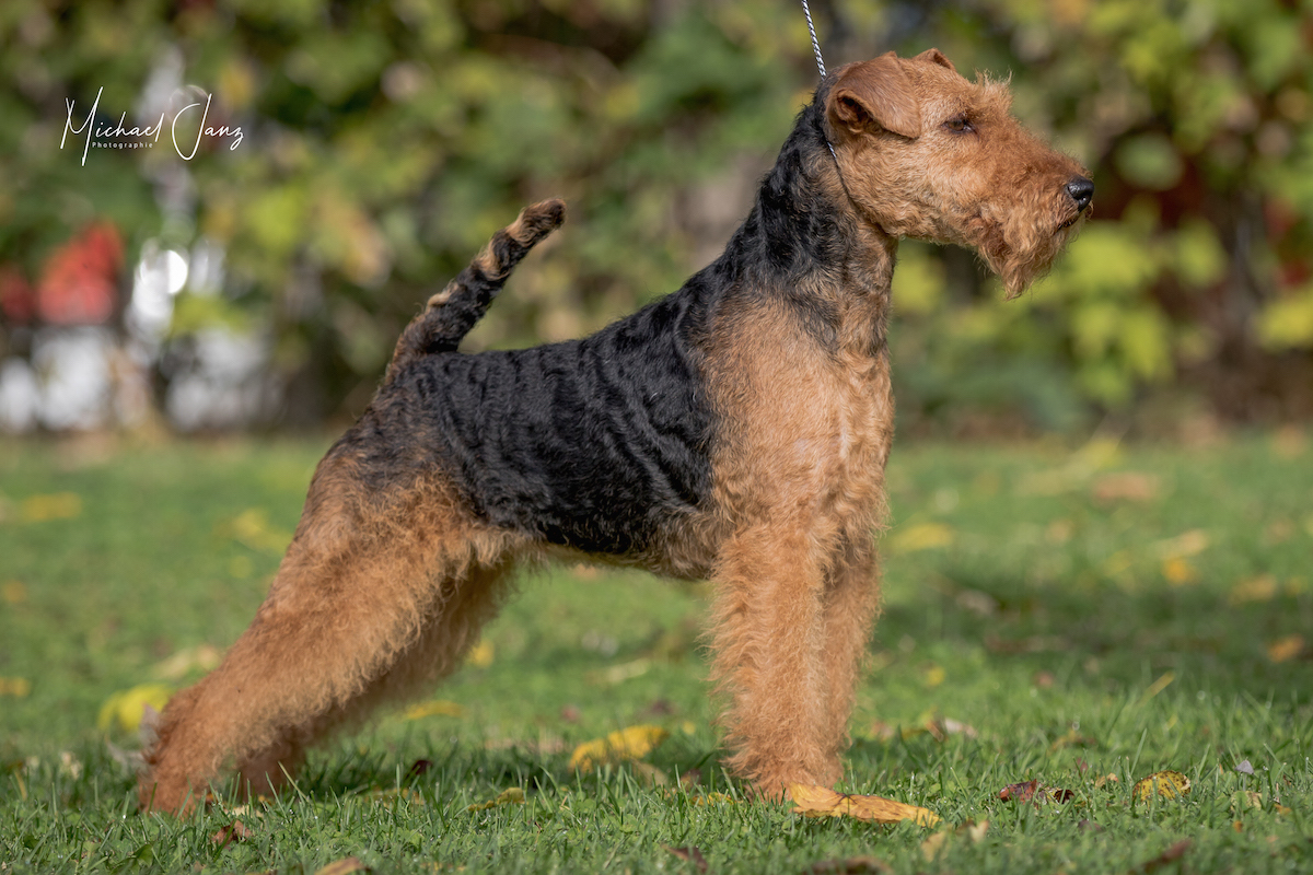 Welsh Terrier