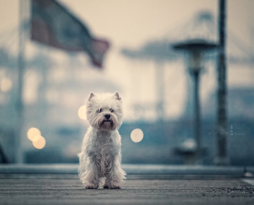 West Highland White Terrier