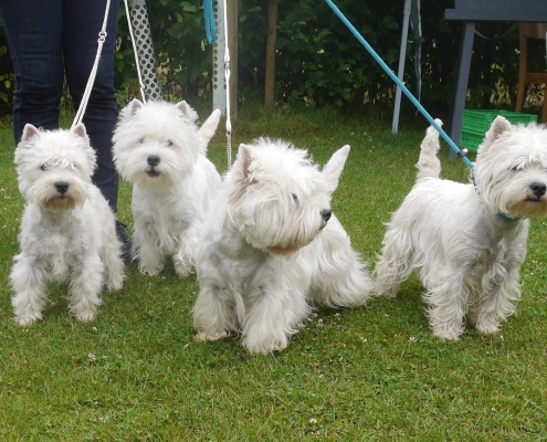 West Highland White Terrier