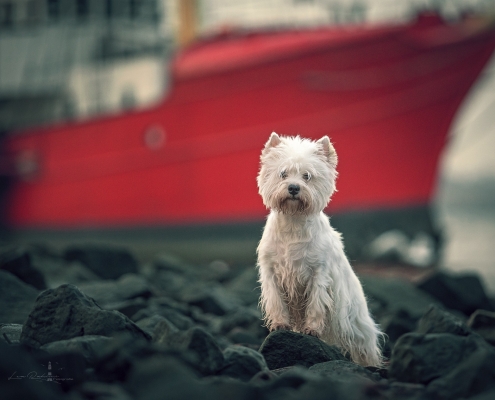 West Highland White Terrier