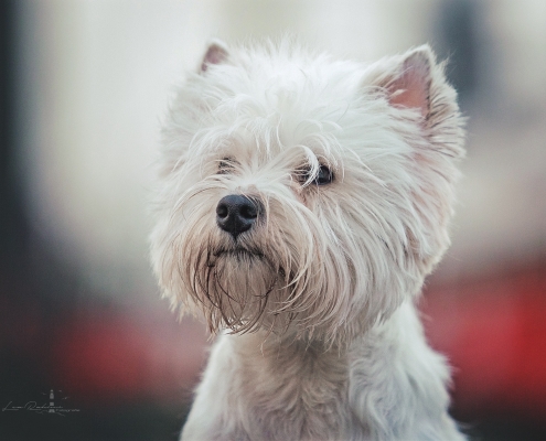 West Highland White Terrier