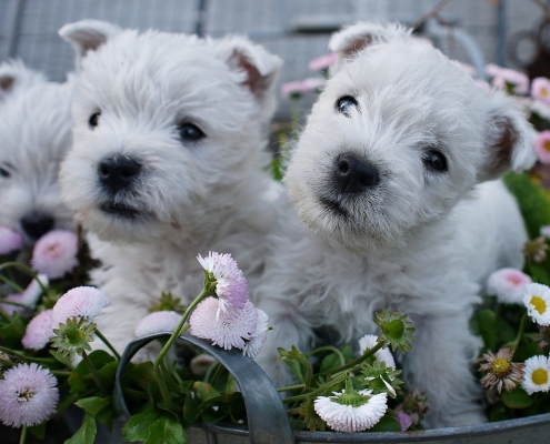 West Highland White Terrier