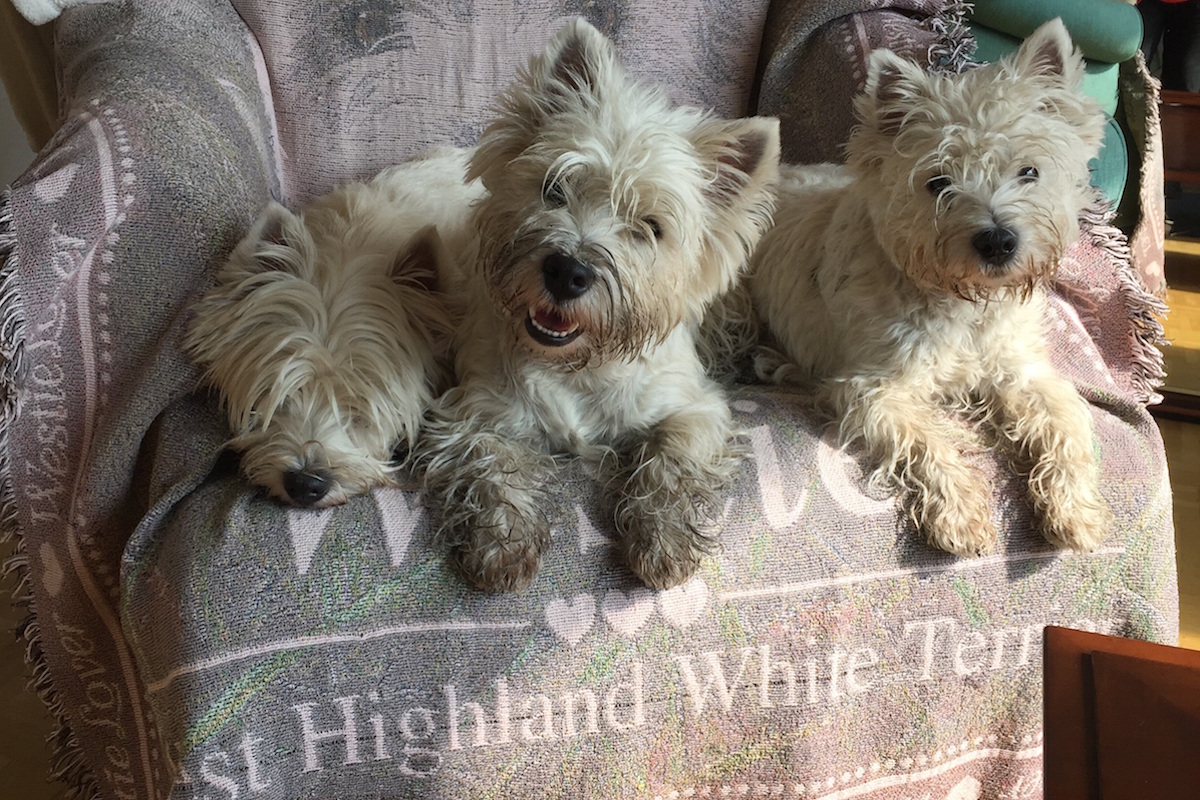 West Highland White Terrier