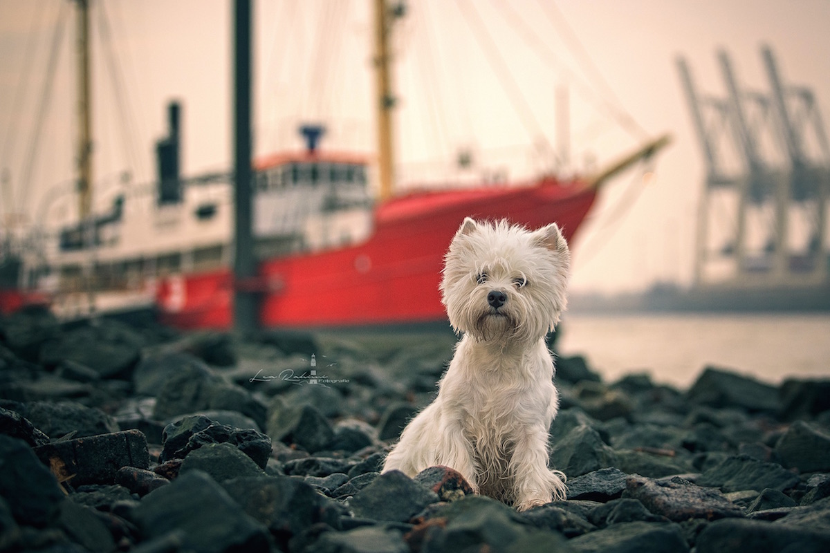 West Highland White Terrier