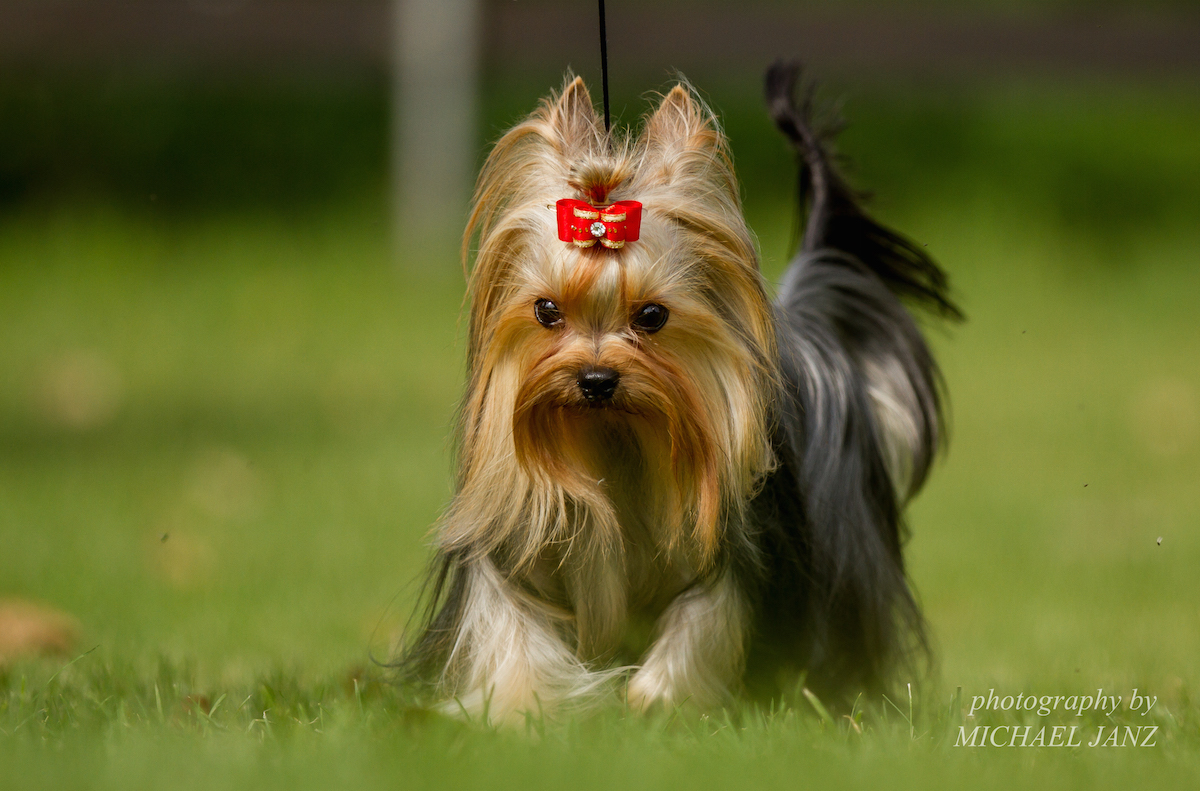 Yorkshire Terrier