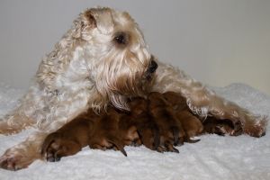 Irish Soft Coated Wheaten Terrier mit Welpen, optischer Link zu den Züchterlisten